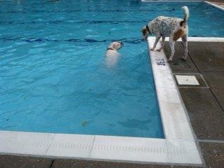 Doggie-Paddle-2014-2