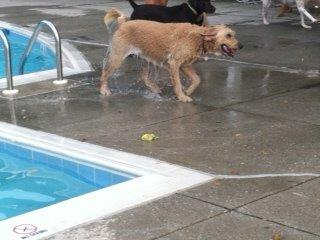 Doggie-Paddle-2014-3