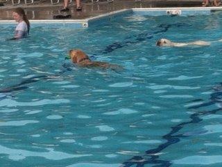 Doggie-Paddle-2014-4